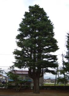 ヒマラヤ杉